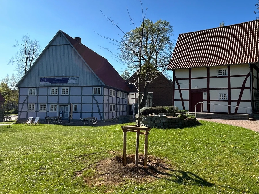 Scharlach Eiche